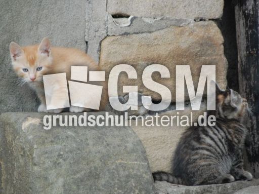 Junge Katzen1.JPG